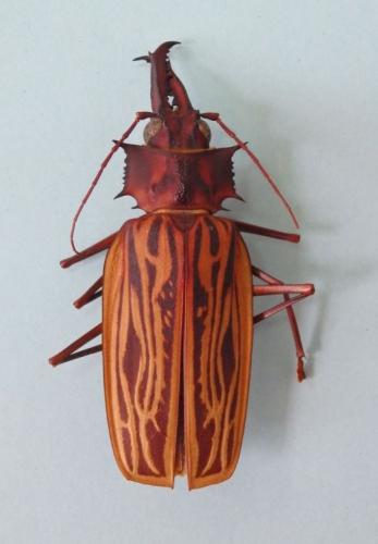 Macrodontia cervicornis